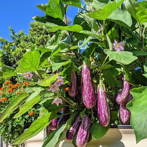 Types of Eggplants 7