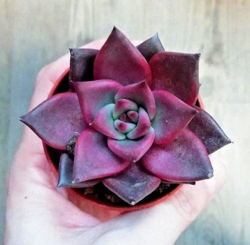 Beautiful Pink Succulents 4