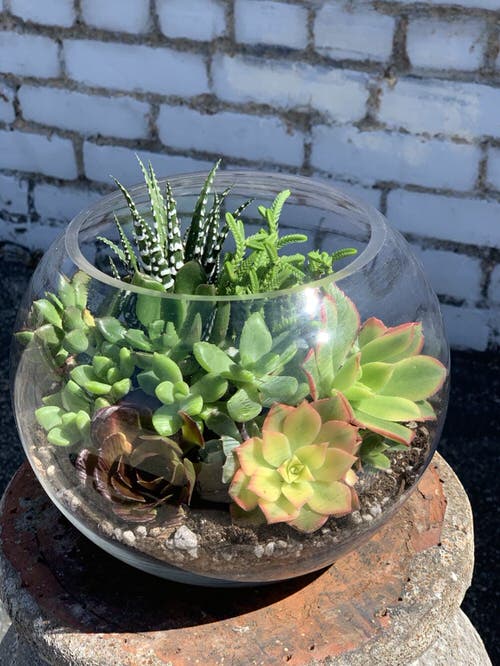 These Pictures Prove You Can Plant Succulent Anywhere