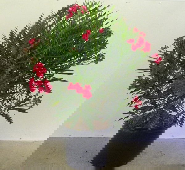nerium-oleander-cardinal