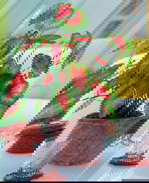 Best Foliage Plants for Containers