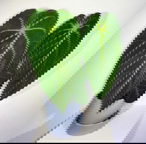 Fanciest Anthuriums 18