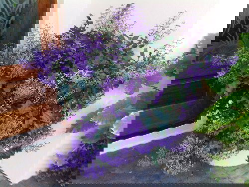 Ornamental Plants for Shade 7