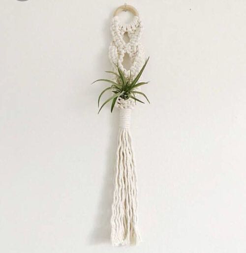 Plants to Grow in Macramé Plant Hangers 6