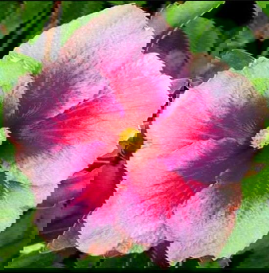 Types of Hibiscus 12