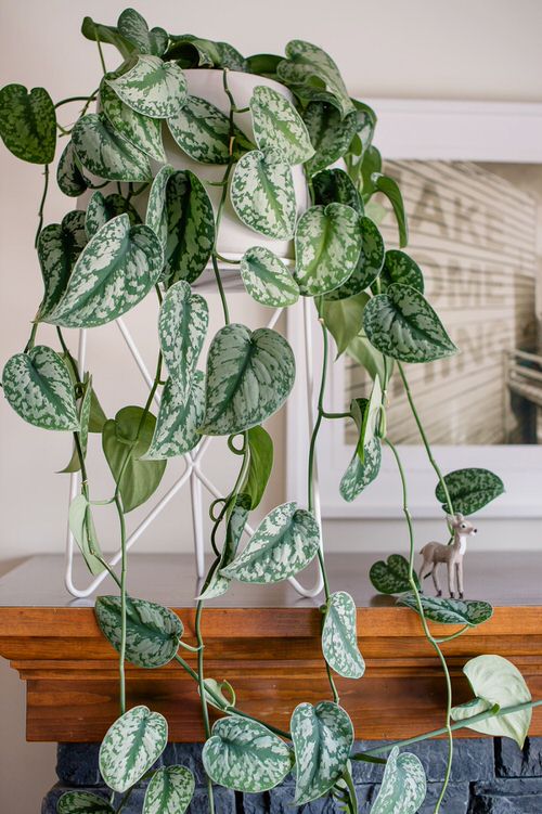 Silver Satin Pothos Pictures