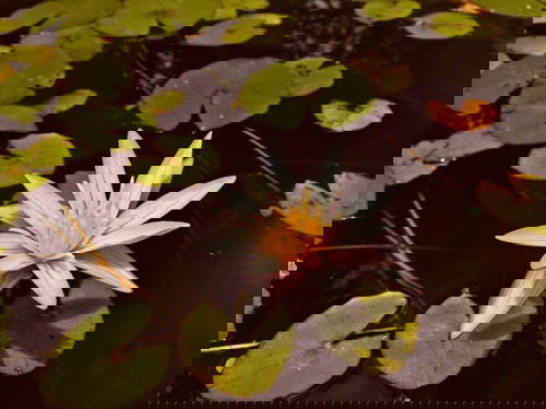 Miniature Water Lily Varieties 9