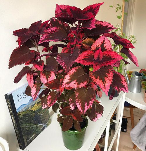 Indoor Coleus Pictures 22