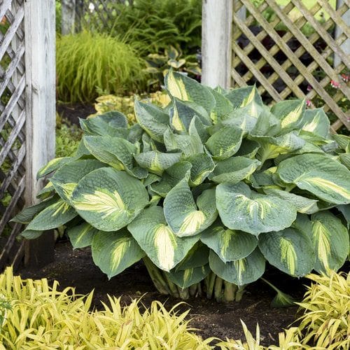 Types of Hostas 52