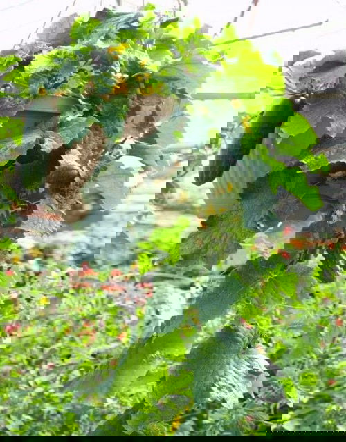 Pickling Cucumber Varieties 4