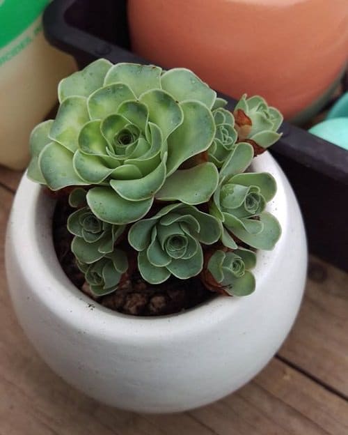 Best Aeonium Types 15