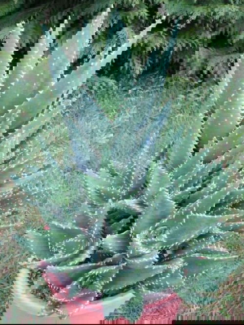 Best Blue Succulents 12