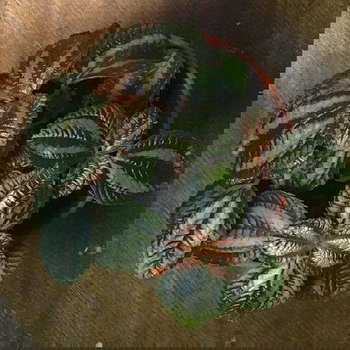 Pilea Types and Varieties 3