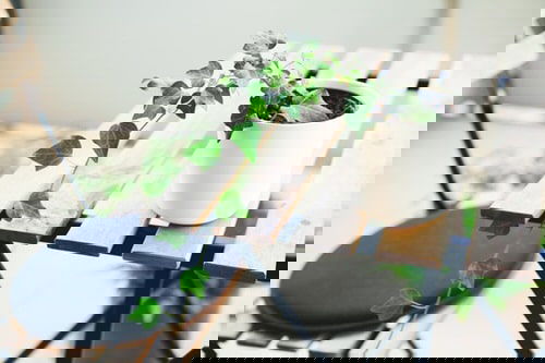 Table Decorating Ideas with Small Potted Houseplants 10