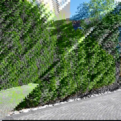 Fast Growing Privacy Shrubs 10