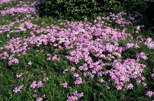 Shade Loving Ground Covers 6