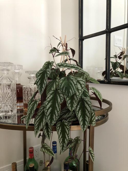 Pictures of Cascading Plants in Home 11