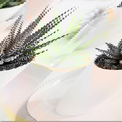 Different Types of Zebra Plants 3