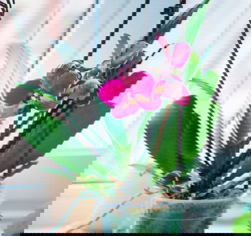 Best Indoor Plants for East Facing Windows 8