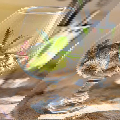 Wine Glass Terrariums 7