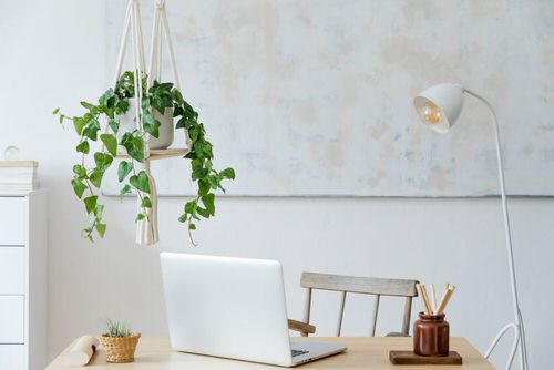 Best Insta Worthy Photos of House Plants 5