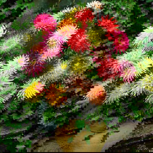 Best Types of Zinnia Varieties