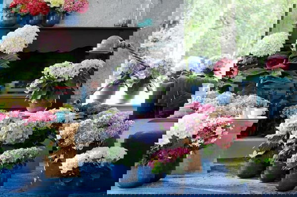 landscaping with hydrangea (8)_mini