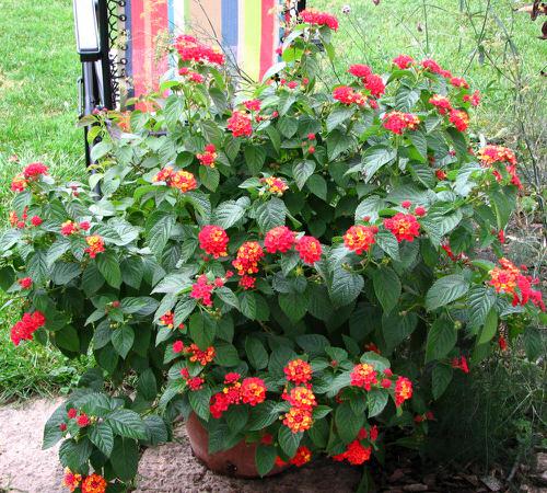 Types of Lantanas 7