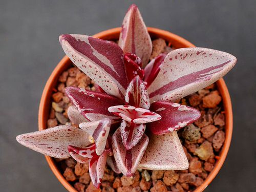 Succulents with Unique Shapes and Patterns 2