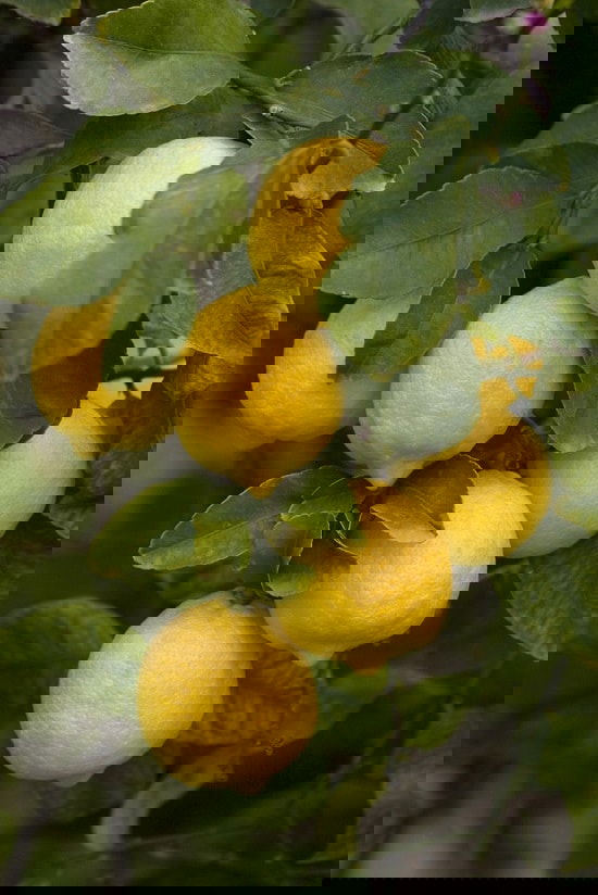 Different Types of Lemons with Pictures 8