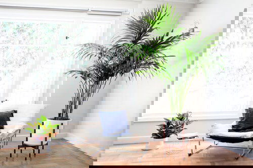 Types of Palm Plants 2