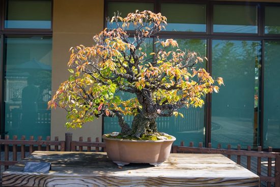 Indoor Fruit Tree Pictures for Inspiration 2