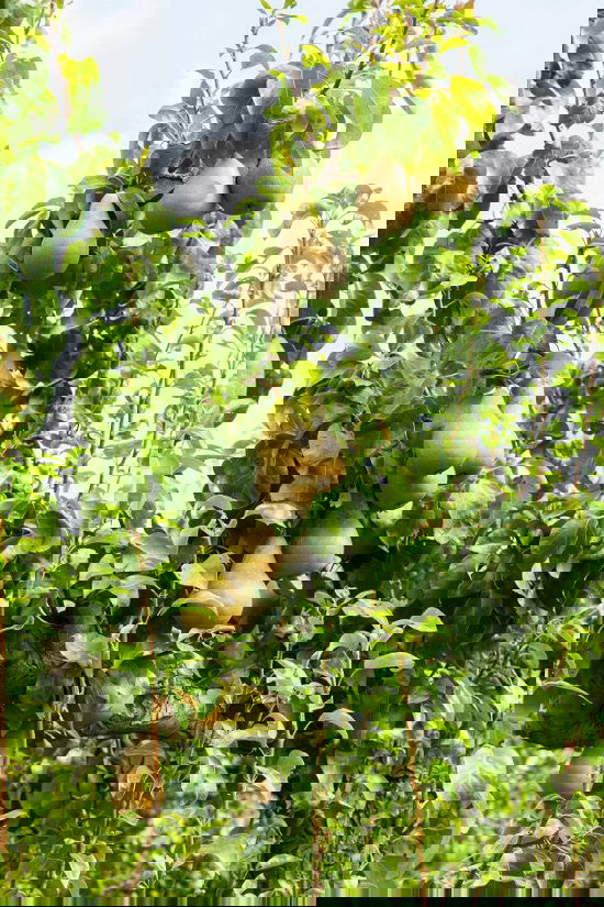 Best Trees to Plant in Georgia 15