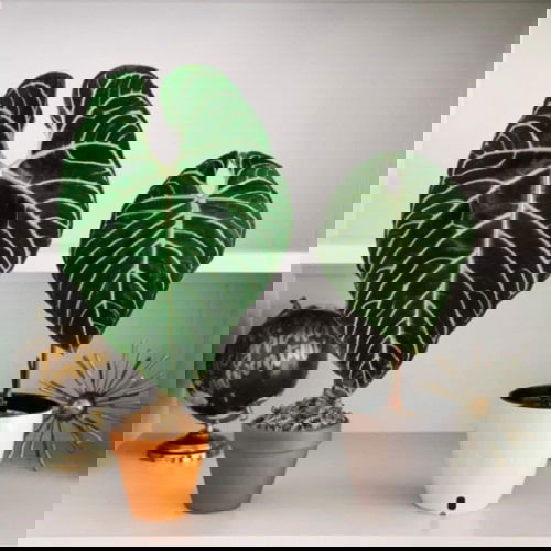 Fanciest Anthuriums 19