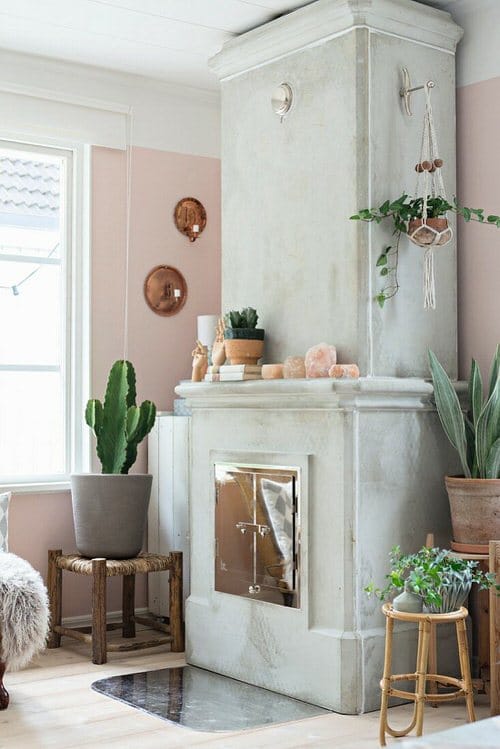 Different Types of Cactus Plants 5