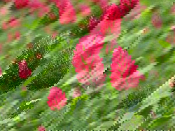 Beneficial Weeds in a Garden 6