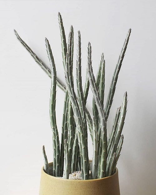 Best Senecio Varieties 10