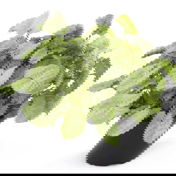 Syngonium podophyllum