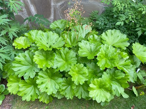 Big Leaf Outdoor Plants 2