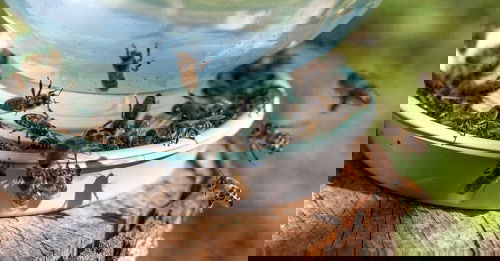 Pinterest Garden Hacks 9