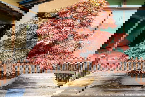 How to Grow a Japanese Maple Tree in a Pot 14