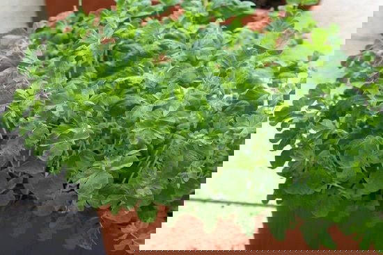 Asian Vegetables to Grow 18