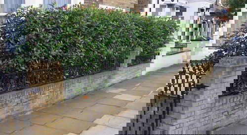 Fast Growing Privacy Shrubs 9