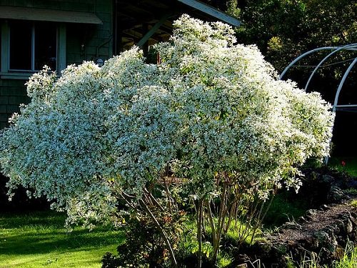 Most Popular Types of Euphorbia Varieties 20