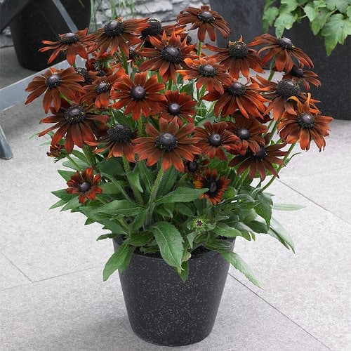 Types of Brown Flower Names 9