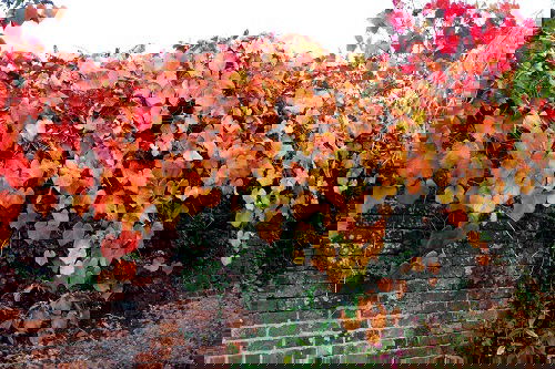 Best Plants to Cover a Fence 43