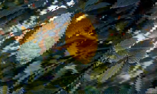 Different Types of Lemons with Pictures