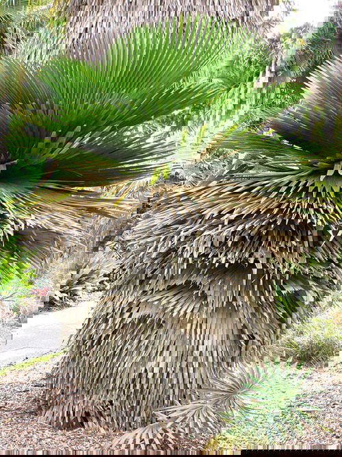 Types of Palm Plants 21