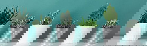 Houseplant Planting Guide 8