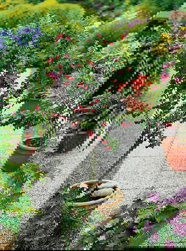 Not only the vegetables but fruits can be grown in pots too. Here are 14 best fruits to grow in pots.